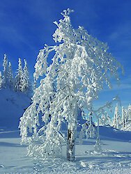 Urlaub mit Hund im Bayerischen Wald